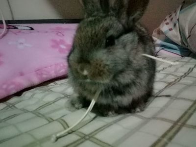 做梦梦到养兔子