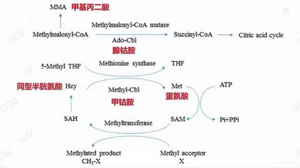 组氨酸的作用和功效