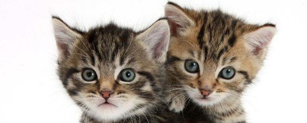 母猫怀孕可以洗澡吗