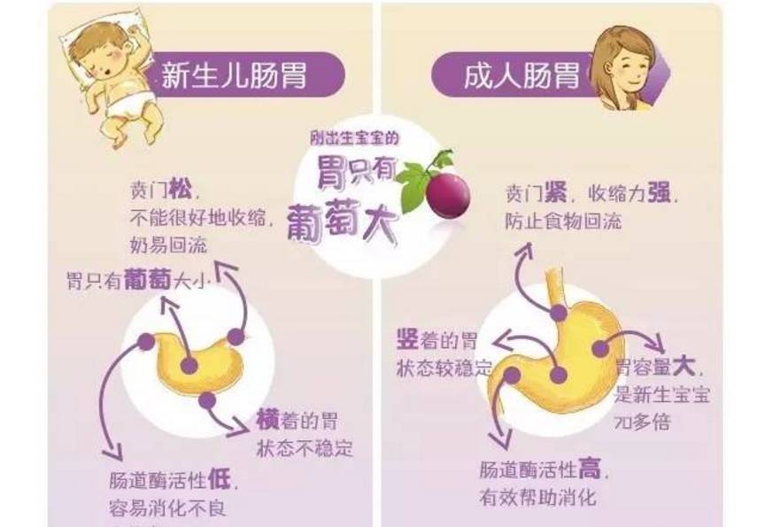 新生儿胃图片