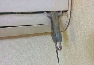 如何赶走空调内机老鼠