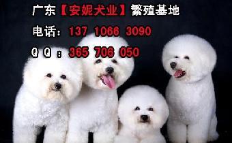 比熊犬起名字