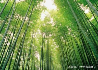 竹林名字大全