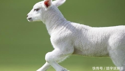 40周岁属什么生肖