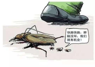 房间好多小蟑螂怎么办