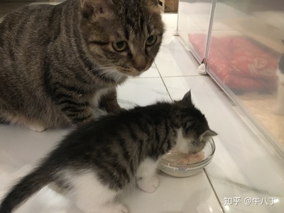 猫什么时候怀孕