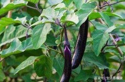 周公解梦梦见摘茄子