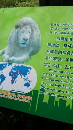白狮用英语怎么说