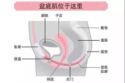 咳嗽肛门疼
