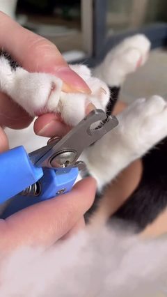 猫后剪指甲剪多少钱