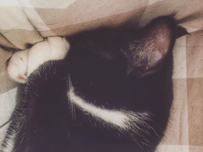 做梦梦到流浪猫