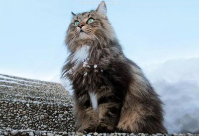 解梦 猫