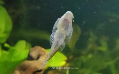 昆明市盘龙区汇鳞缘水族器材经营部（昆明市盘龙区汇鳞缘水族器材经营部电话）