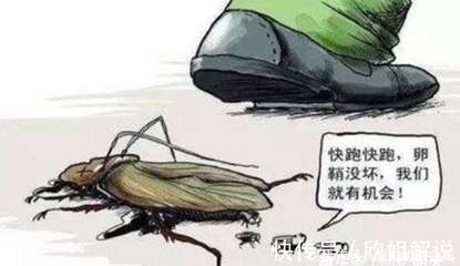 为什么蟑螂不能踩死