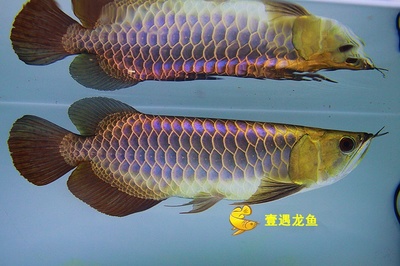 能和银龙鱼混养的鱼（能和银龙鱼混养的鱼有哪些） 银龙鱼