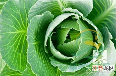 包菜减肥法