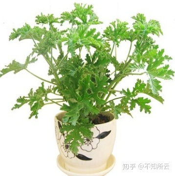 驱蚊草能放卧室吗