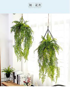 室内垂吊植物