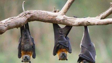 蝙蝠冬眠吗