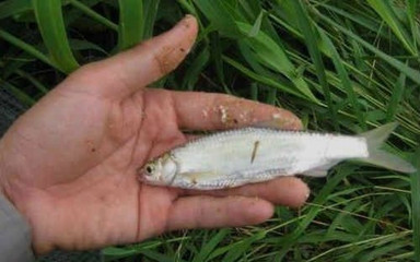 吃白条鱼有哪些功效作用