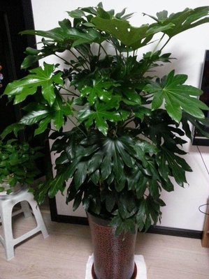 耐阴的室内植物有哪些