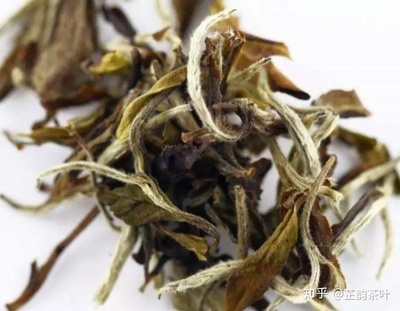 白茶是凉性的吗