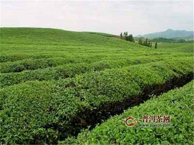 批发茶叶