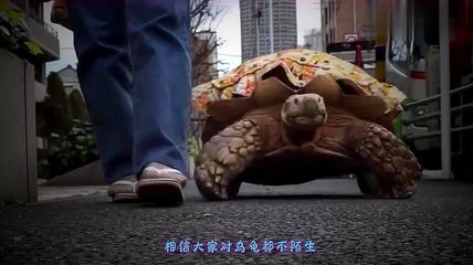 做梦梦到两只乌龟