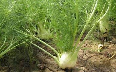 茴香孕妇能吃不