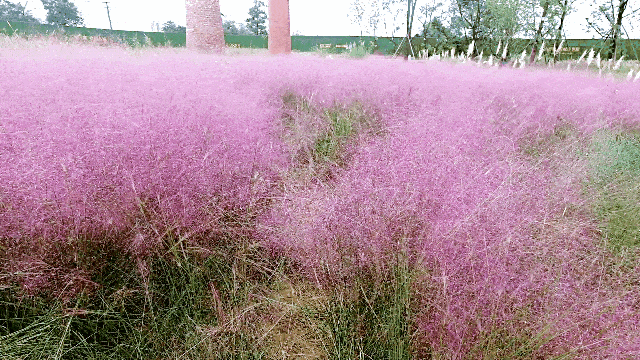 粉色的草叫什么