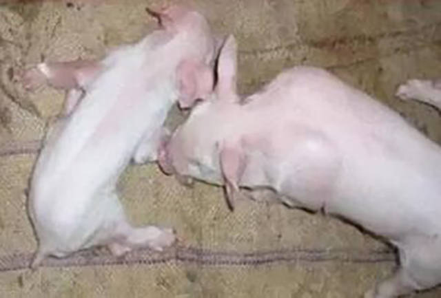 伪狂犬怎么治疗