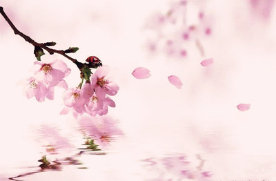 八字怎么看桃花