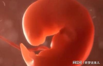 胎儿发育全过程图解