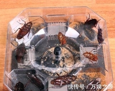 厨房都是蟑螂