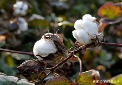 棉花傳入中國之前，人們是怎麼禦寒的？