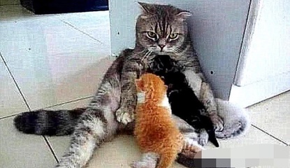 母猫怀孕可以洗澡吗