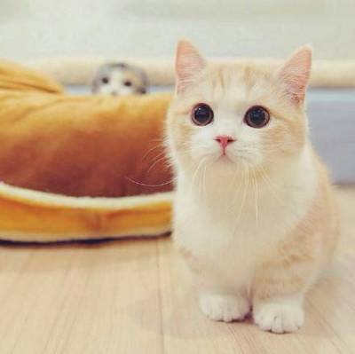 小猫英文名