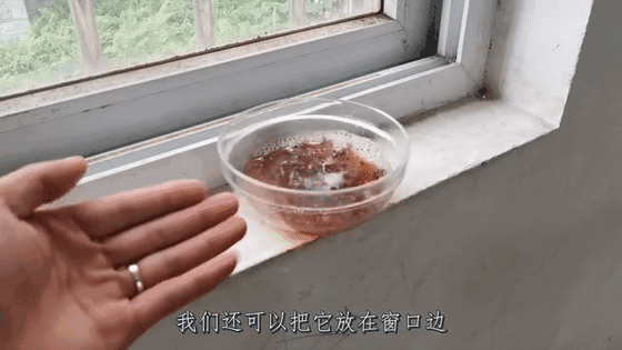 冰箱里的小飞虫哪来的