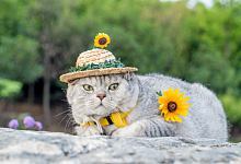 猫咪吉利又好听的名字