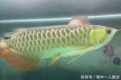 金龍魚壽命最長最長能達(dá)到多少（金龍魚壽命最長最長能達(dá)到多少年）