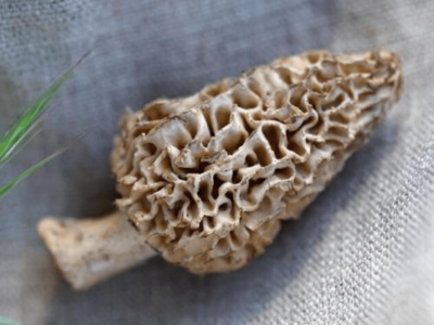牛肚菌孕妇可以吃吗