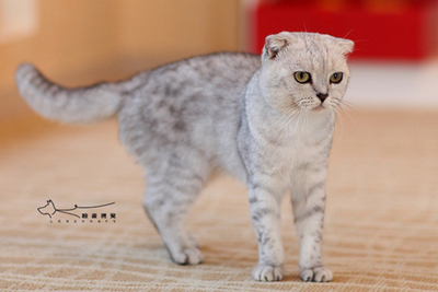猫多久可以怀孕