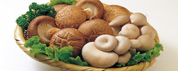 不能吃的蘑菇