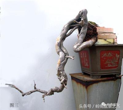 惊蛇入草打一生肖