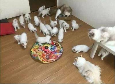 怎么给小猫喂奶粉