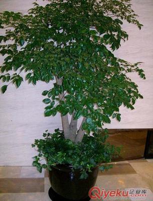 室内盆栽植物图片