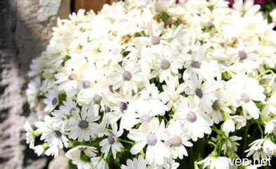 孕妇梦见白花