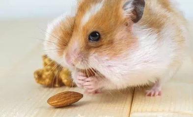 属鼠的今年运势如何