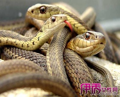 梦见被蛇咬腿是什么意思