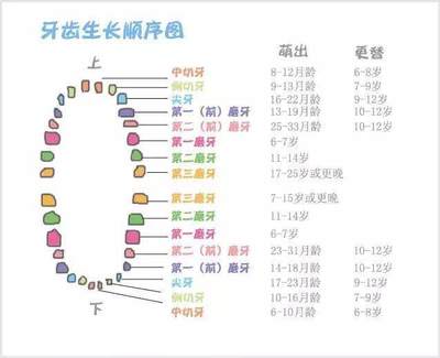 新生儿长牙时间